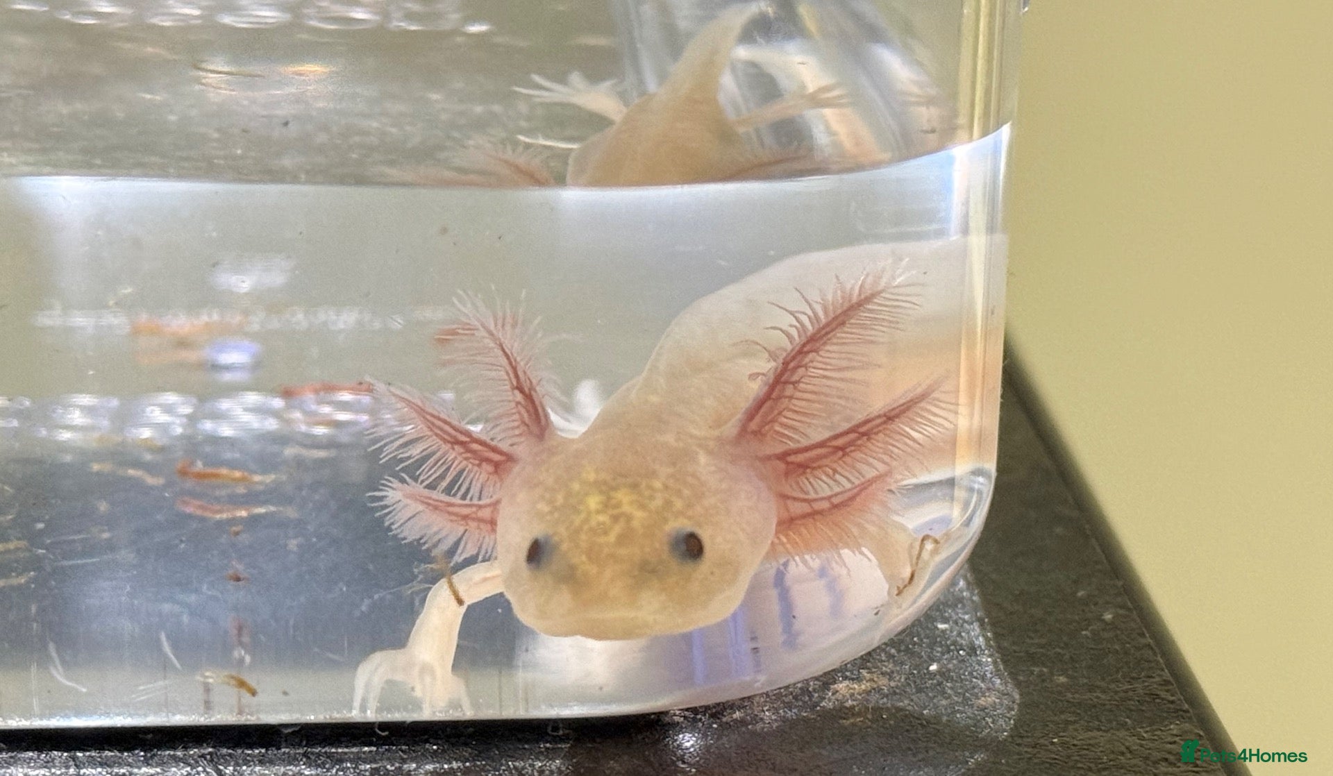Axolotl reptiles Axolotl juveniles  - Advert 1