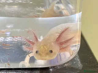 Axolotl reptiles Axolotl juveniles - Advert 1