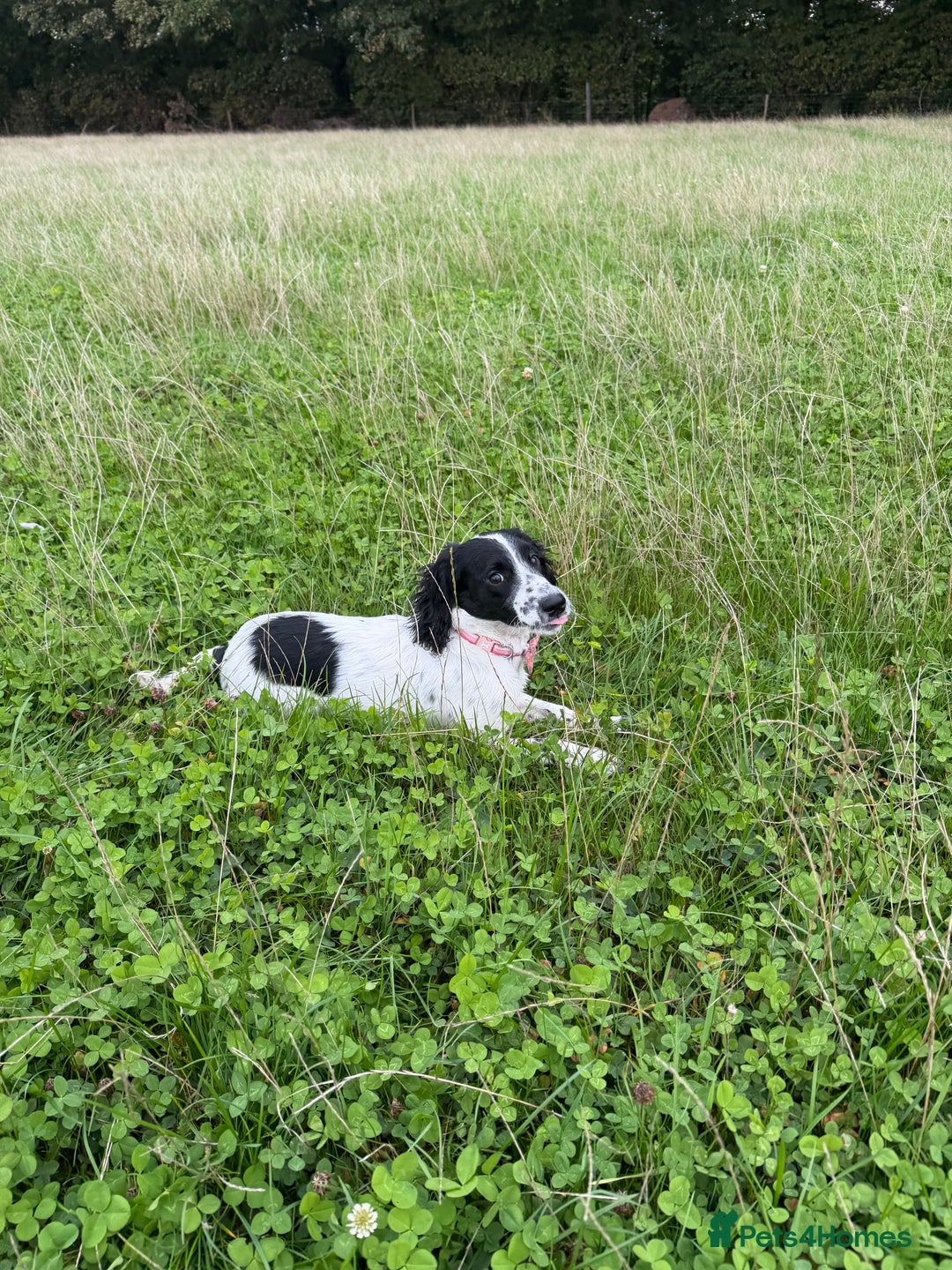 Cockapoo dogs for sale: 5 MONTH OLD F1B COCKAPOO FOR REHOME - Image 5