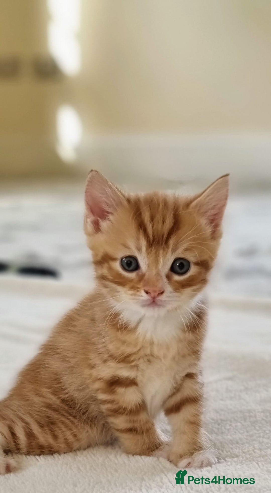 Turkish Angora cats for sale: Luxury Turkish Agora kittens for sale - Advert 15