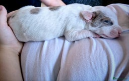 Staffordshire Bull Terrier dogs for sale: Staffy White with Blue  - Image 2