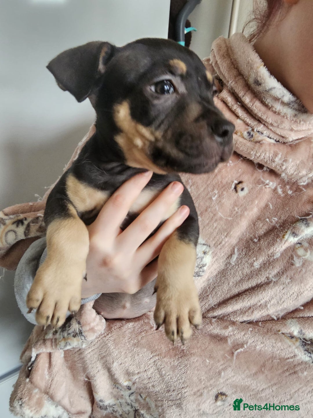 Mixed Breed dogs for sale: Bullmastiff cross pocket bully - Advert 14