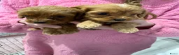 Cavapoo dogs for sale: Red Cavapoo puppies  - Advert 4