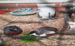 Quail poultry for sale: Male Button & Painted quail - Image 1