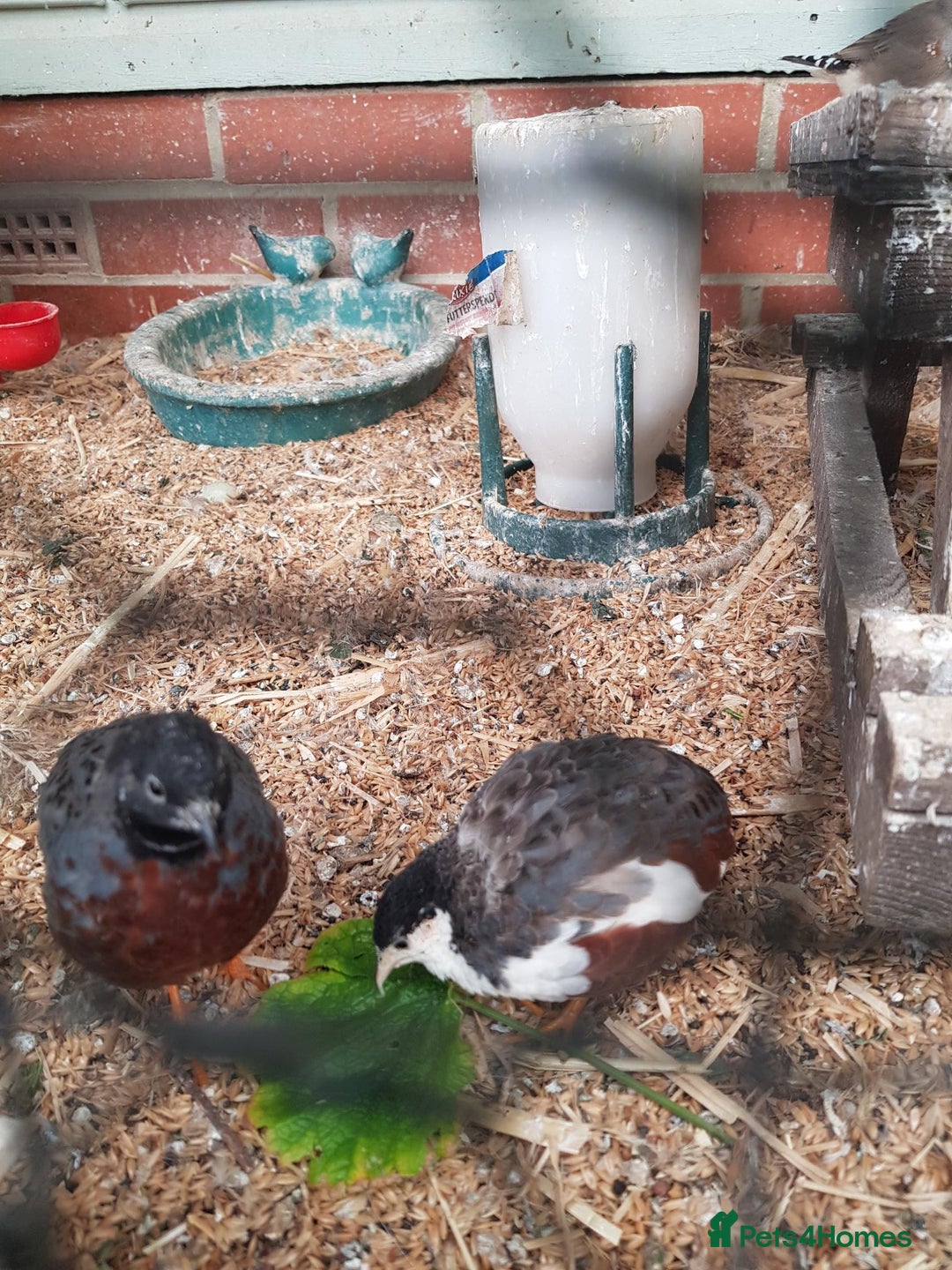 Quail poultry for sale: Male Button & Painted quail - Image 1