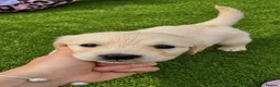 Golden Retriever dogs for sale: Exceptional Golden Retriever Puppies 🐾 - Advert 11