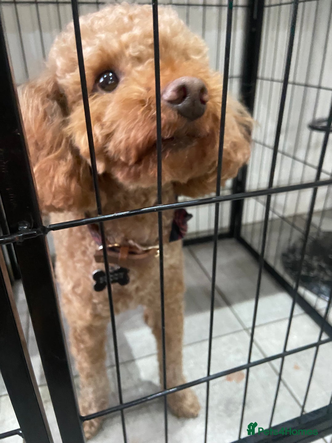 Cavapoo dogs for sale: Last 2 A1 Ruby/red Christmas Cavapoos 07816222523 in Derby - Image 9