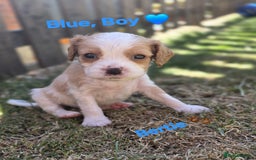 Cavachon dogs for sale: Cavalier King Charles x Cavachon - Image 20