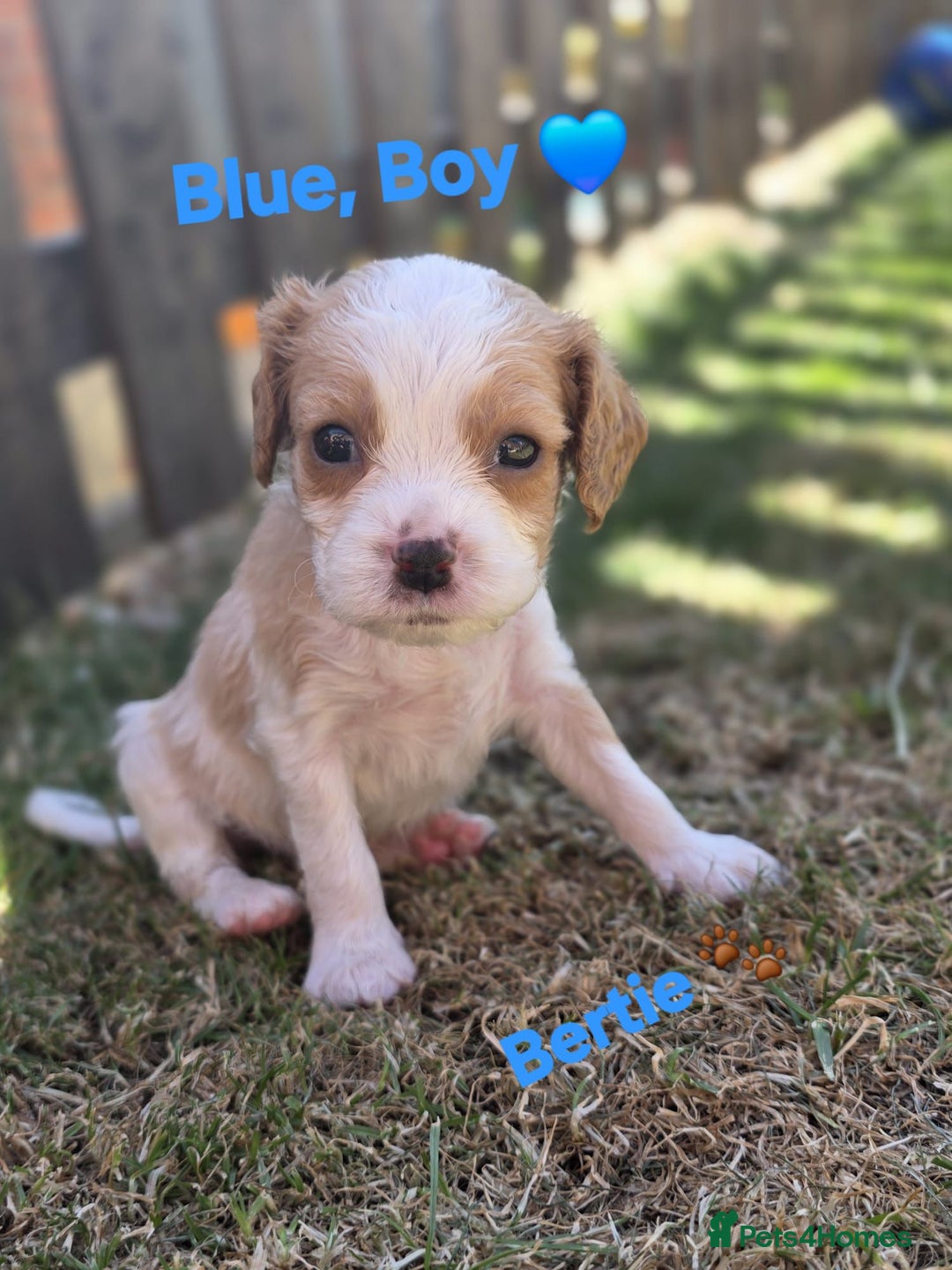 Cavachon dogs for sale: Cavalier King Charles x Cavachon - Image 20
