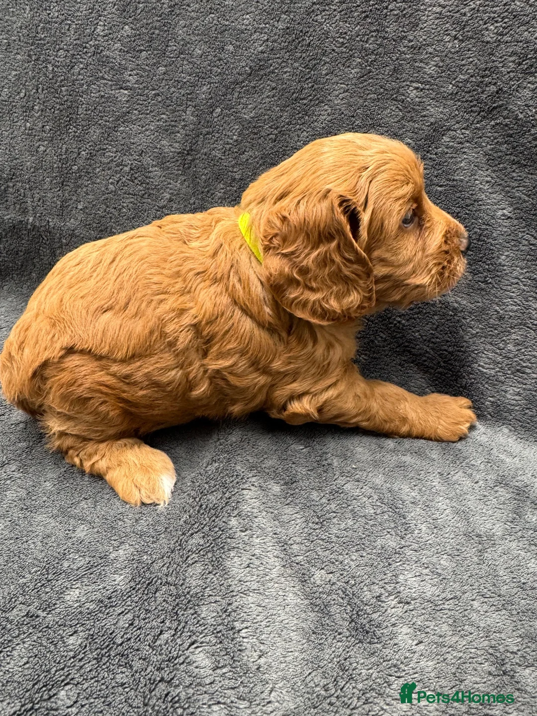 Cockapoo dogs for sale: Wonderful F1 Cockapoos in Mitcham - Advert 24