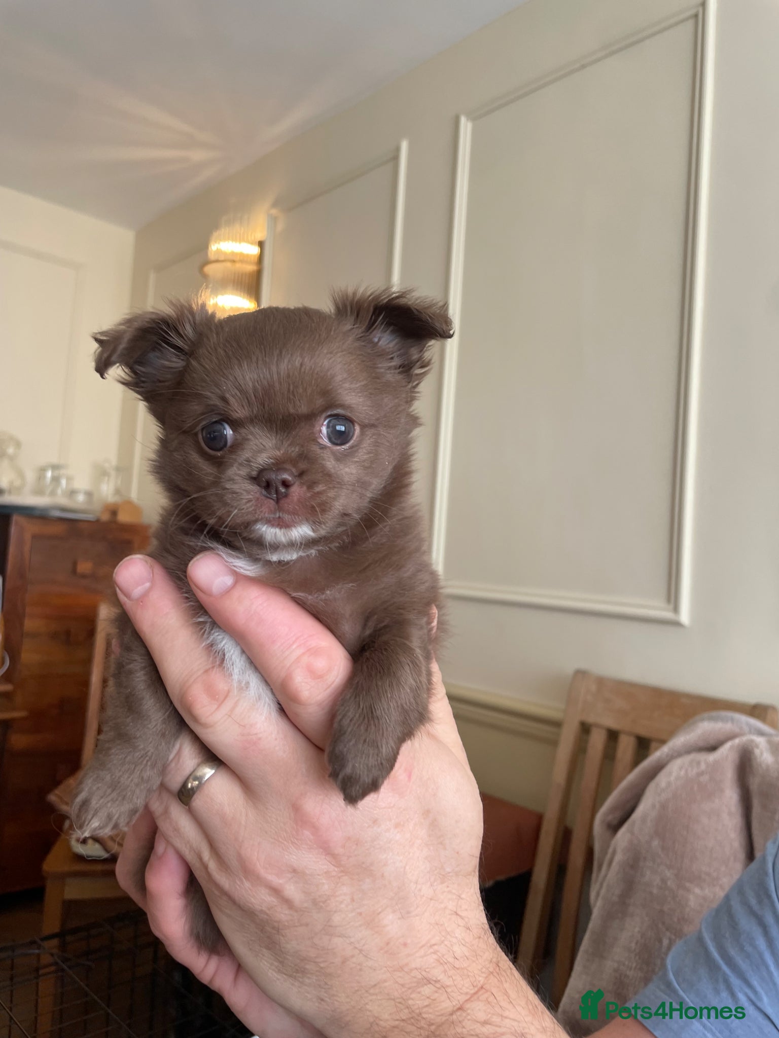 Chihuahua dogs Long-Haired Auburn Apple Head Chihuahua Puppies - Advert 2