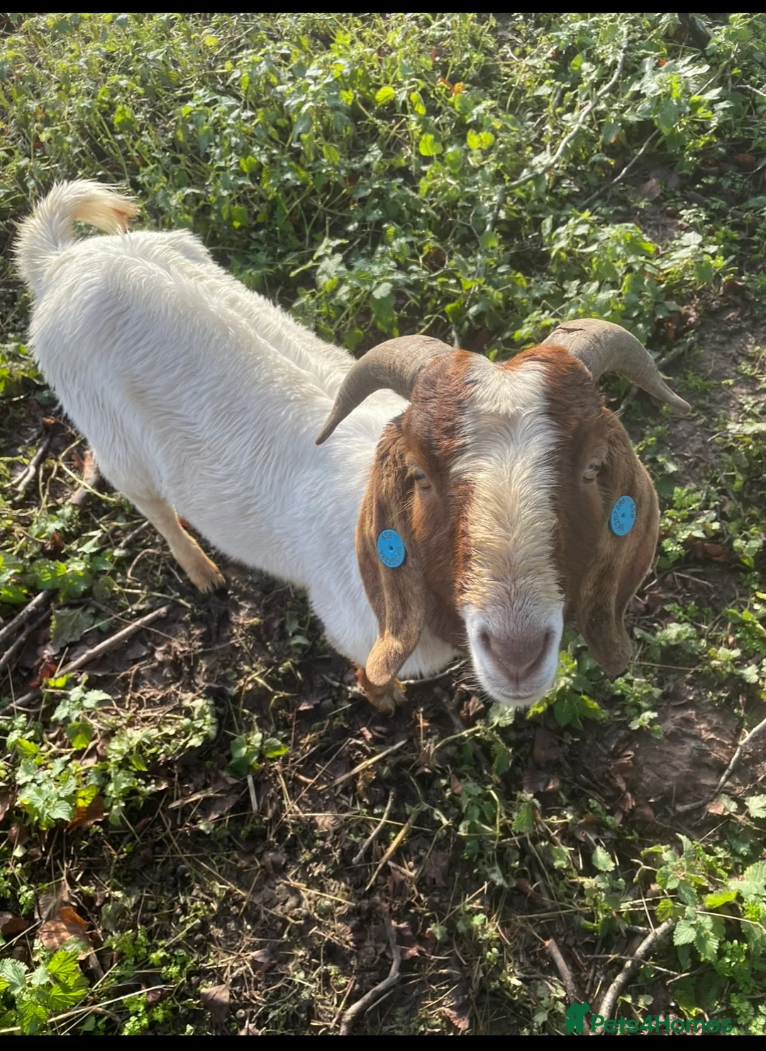 Goats livestock for sale: Traditional Boer Buck - Advert 1