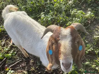 Goats livestock Traditional Boer Buck - Advert 2