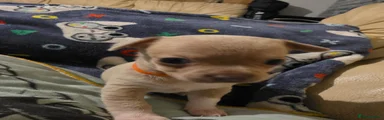 Chihuahua 5