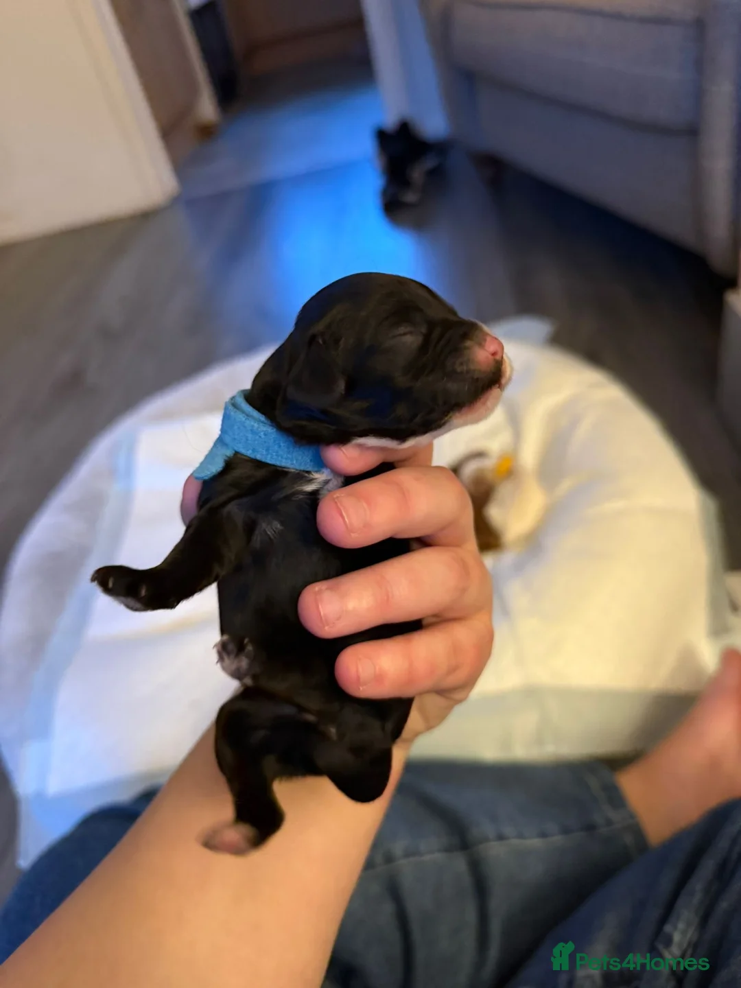 Mixed Breed dogs for sale: Beautiful cocker spaniel & Cavapoo puppies  in Bingley - Advert 21