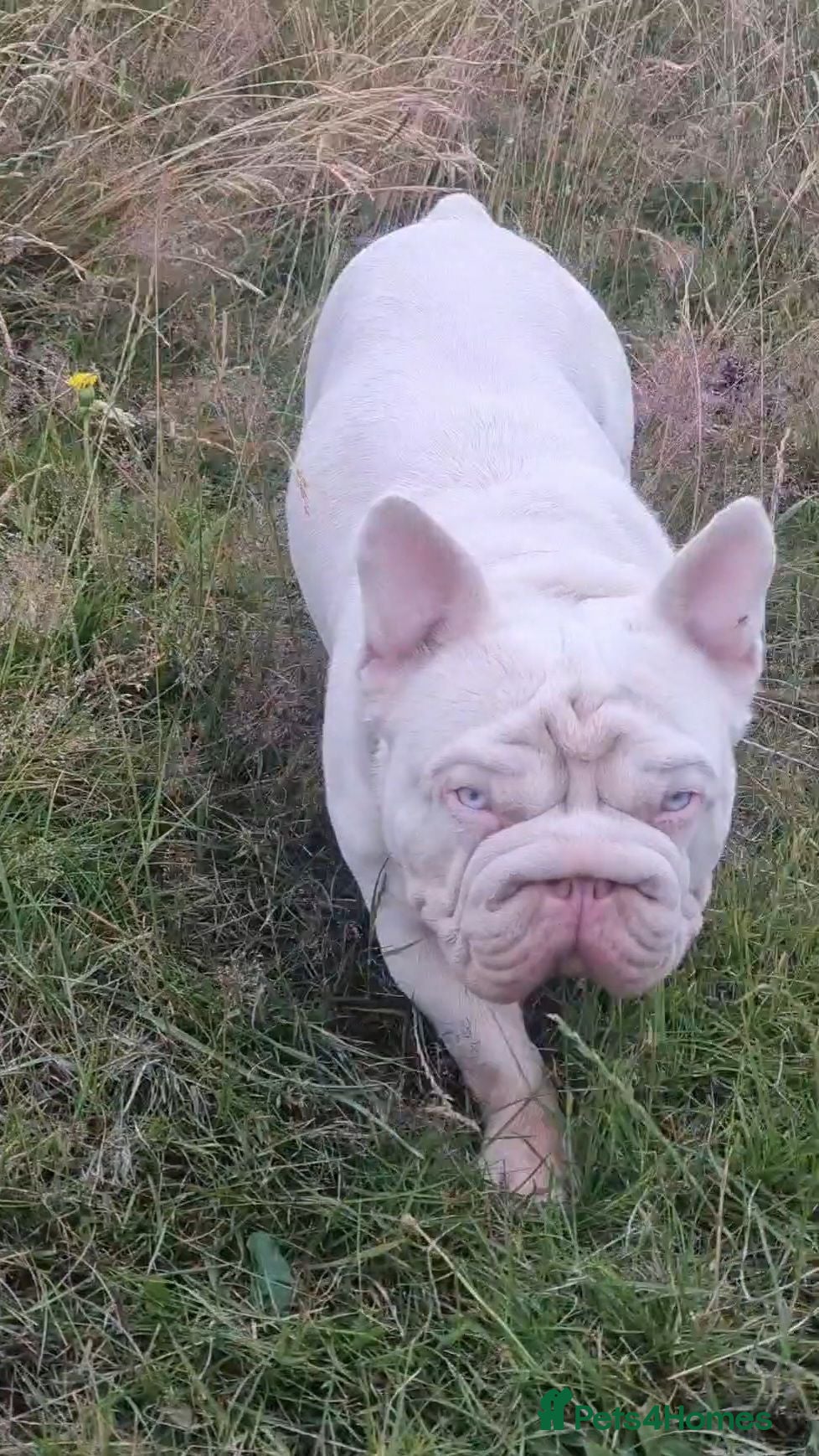 French Bulldog dogs FULL PINK CARRYING FLUFFY - Advert 1