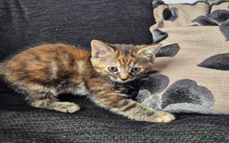Mixed Breed cats for sale: 3 Gorgeous Kittens - Image 15