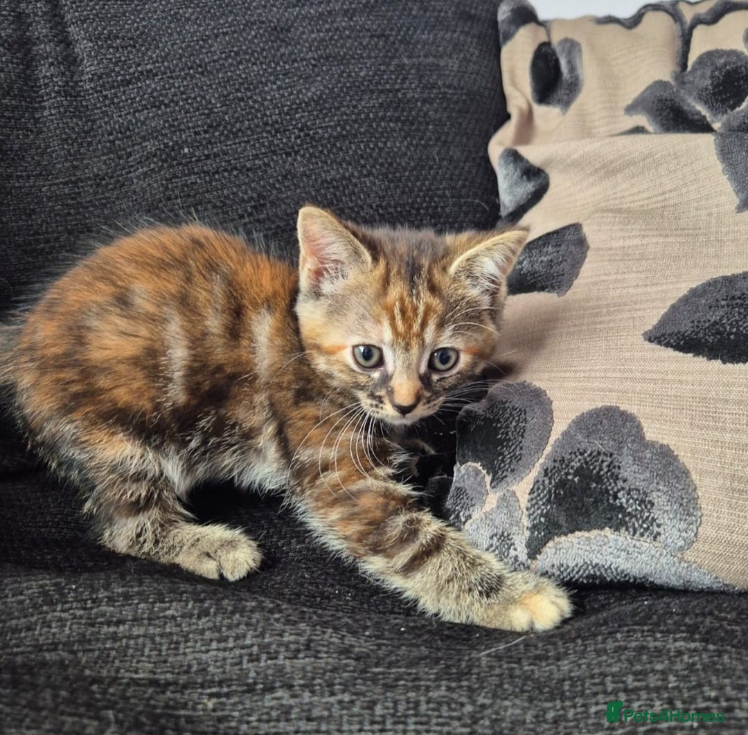 Mixed Breed cats for sale: 3 Gorgeous Kittens - Image 15