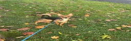 Jack Chi dogs for sale: Adult male Chihuahua/Jack Russell  in Glasgow - Advert 5