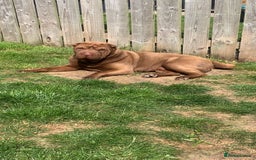 Shar Pei dogs for stud: Shar pei stud  - Image 5