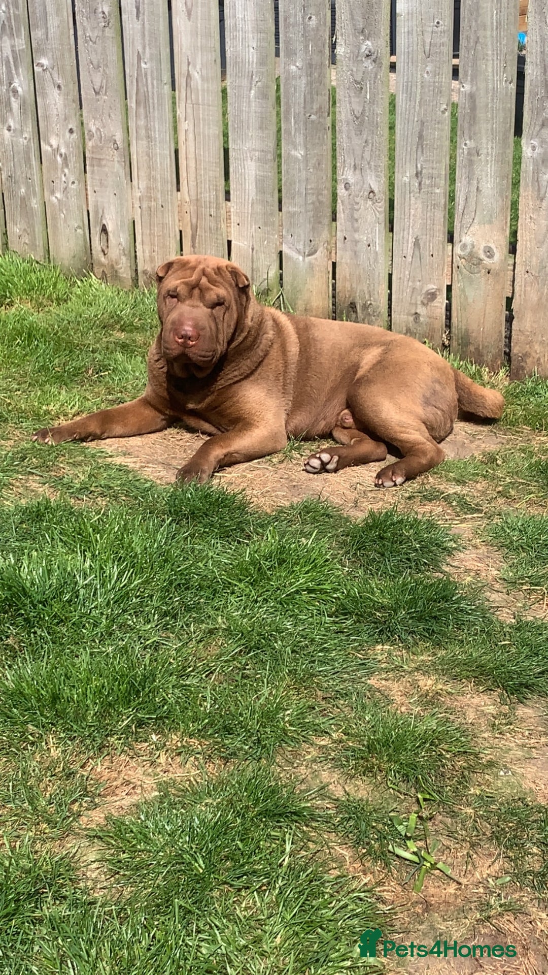 Shar Pei dogs for stud: Shar pei stud  - Image 5