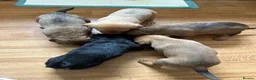 Mixed Breed dogs for sale: Mixed Breed Puppies  - Advert 9