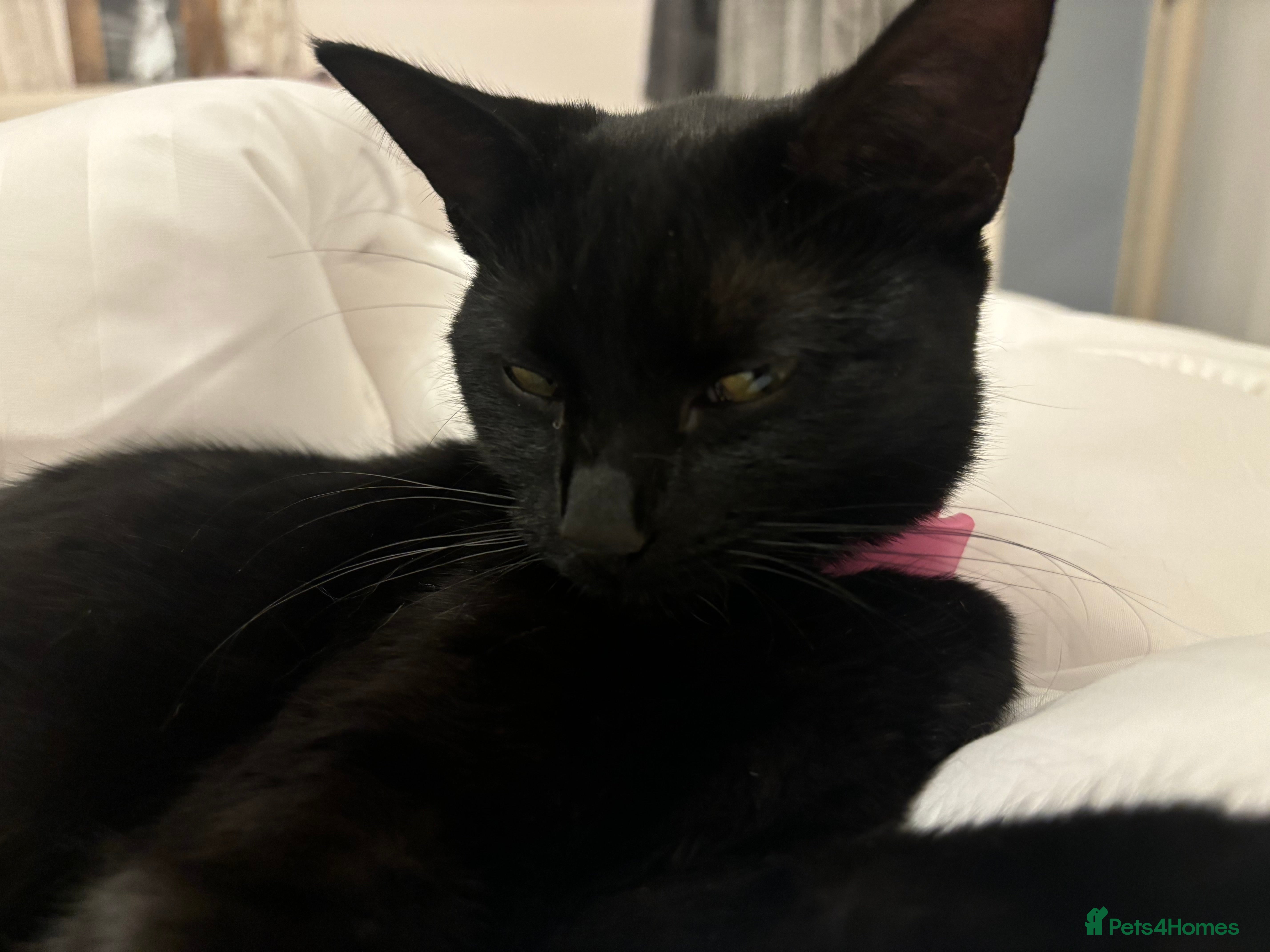 Mixed Breed cats 2 yr old black female called Ebony  - Advert 3