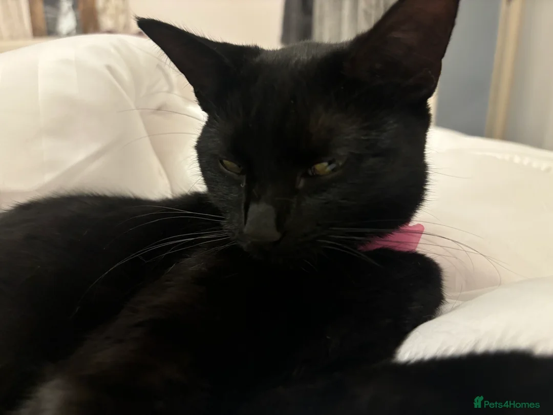 Mixed Breed cats for sale: 2 yr old black female called Ebony  - Advert 1
