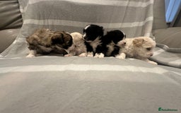 Maltipoo dogs for sale: Very small Maltipoo  - Image 22
