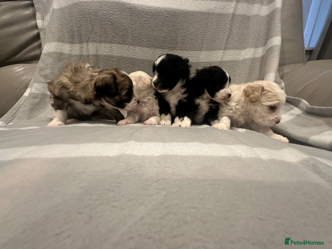 Maltipoo dogs for sale: Very small Maltipoo  - Image 22