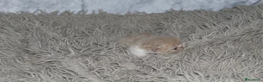 Persian 3