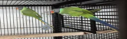 Parakeets birds for sale: Finches canarys doves parakeets parrots  - Advert 30