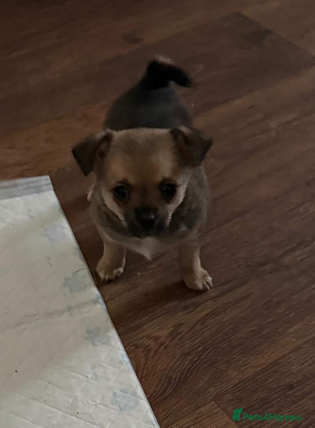 Chihuahua dogs for sale: Chihuahua puppies female BOTH NOW RESERVED  - Advert 1