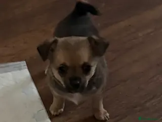 Chihuahua dogs 1 Female chihuahua pup left - Advert 19