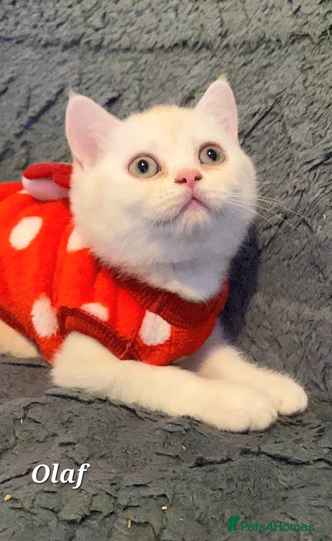 British Shorthair cats for sale: GCCF Snowflake BSH - Advert 9