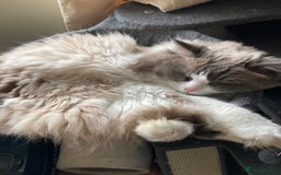 Ragdoll cats for sale: Ragdoll kitten READY NOW male and female £550 each - Image 8