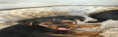 Yorkshire Terrier 2