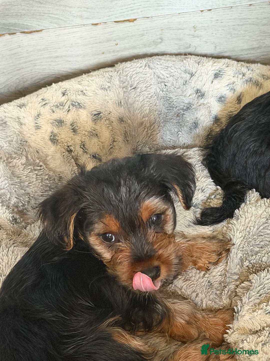 Yorkshire Terrier dogs for sale: 1 boy and 3 girls - Advert 9