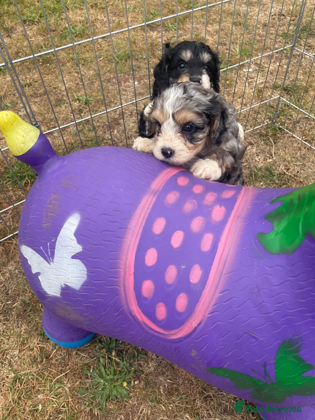 Cavapoo dogs for sale: Stunning Cavapoo puppies  - Image 12