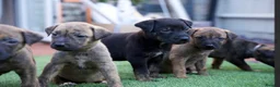 Mixed Breed dogs for sale: German sheppard X staffie cross puppies  - Advert 5