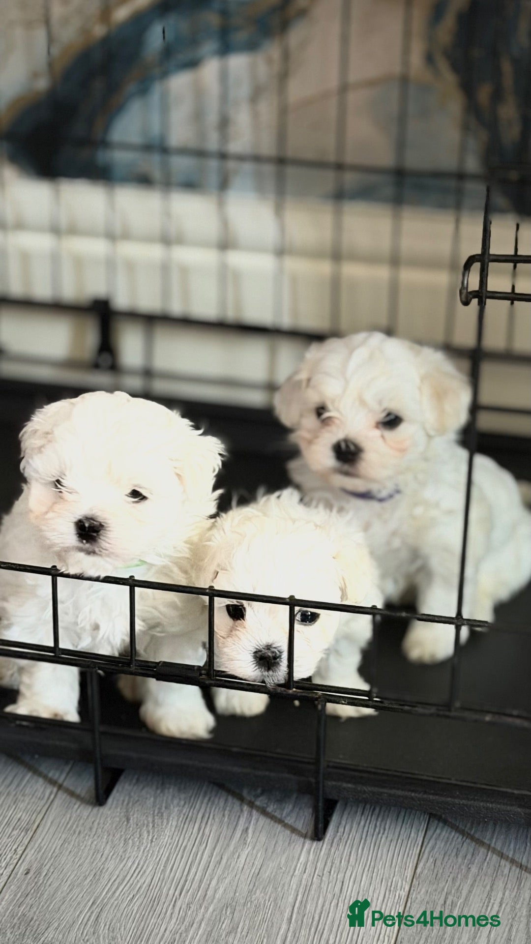 Maltese dogs 💙🩷 For Sale Beatifull Puppies Maltese💙🩷 - Advert 1