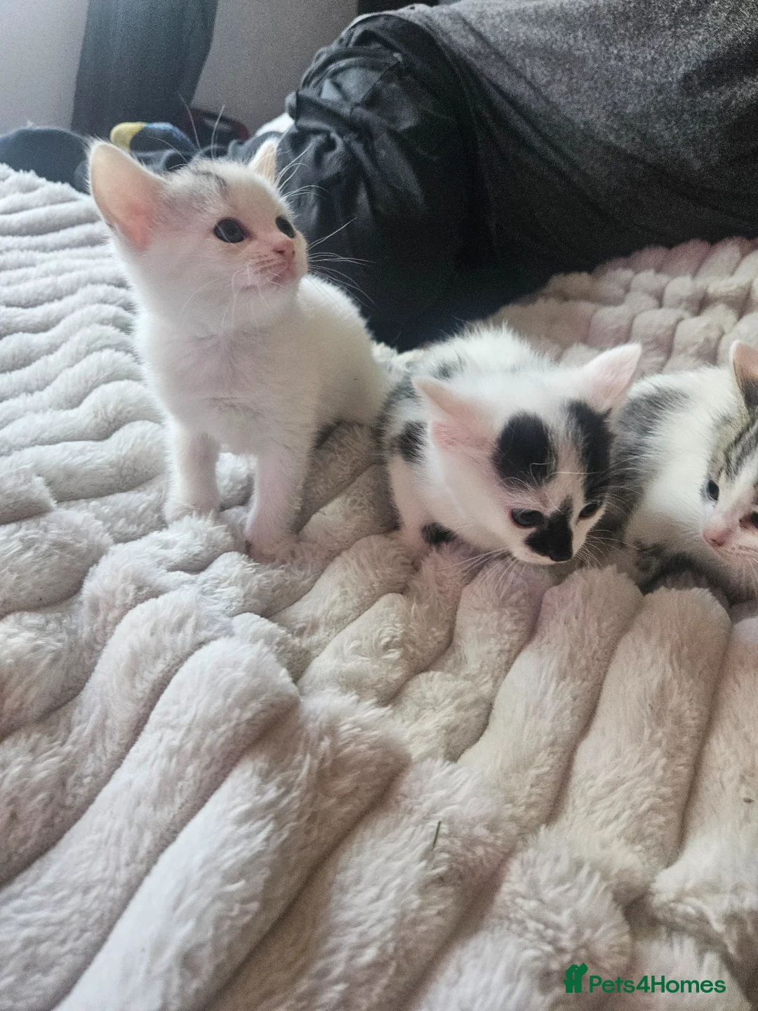 Mixed Breed cats for sale: Kittens  - Advert 2