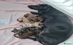 Miniature Dachshund dogs for sale: Female Dachshund Puppies - Image 1