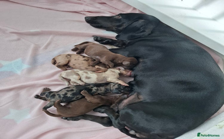 Miniature Dachshund dogs - Advert 7
