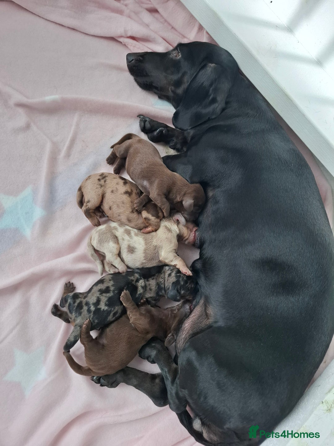 Miniature Dachshund dogs for sale: Female Dachshund Puppies - Image 1
