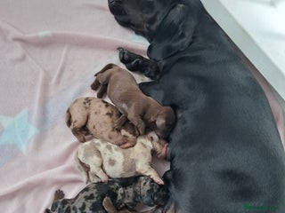 Miniature Dachshund dogs - Advert 27