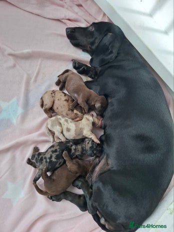 Miniature Dachshund dogs - Advert 12