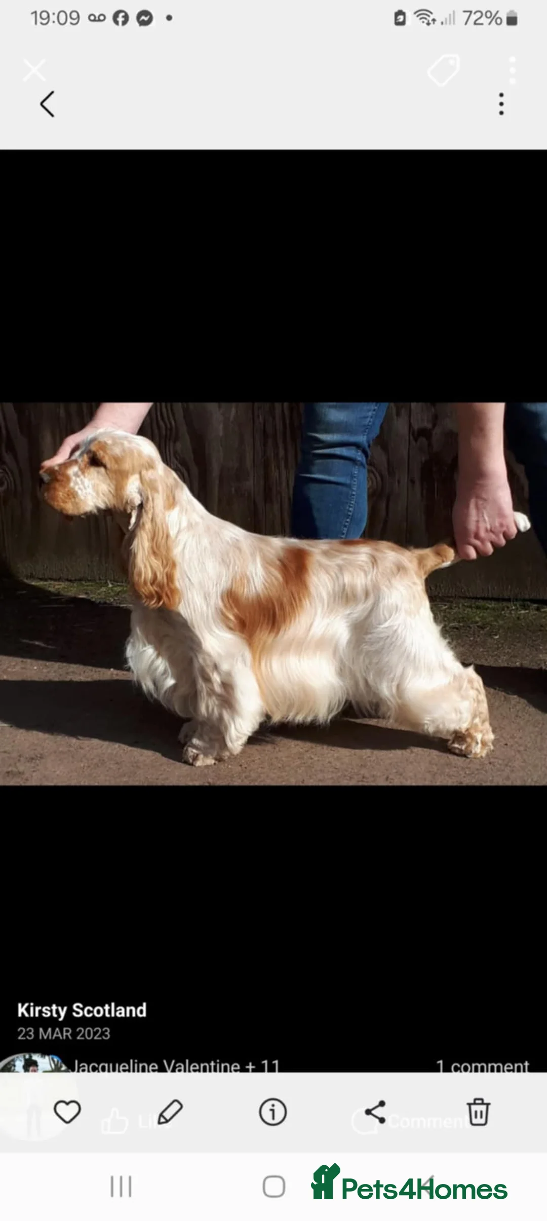 Cocker Spaniel dogs for sale: Show type Cocker Spaniels - Advert 2