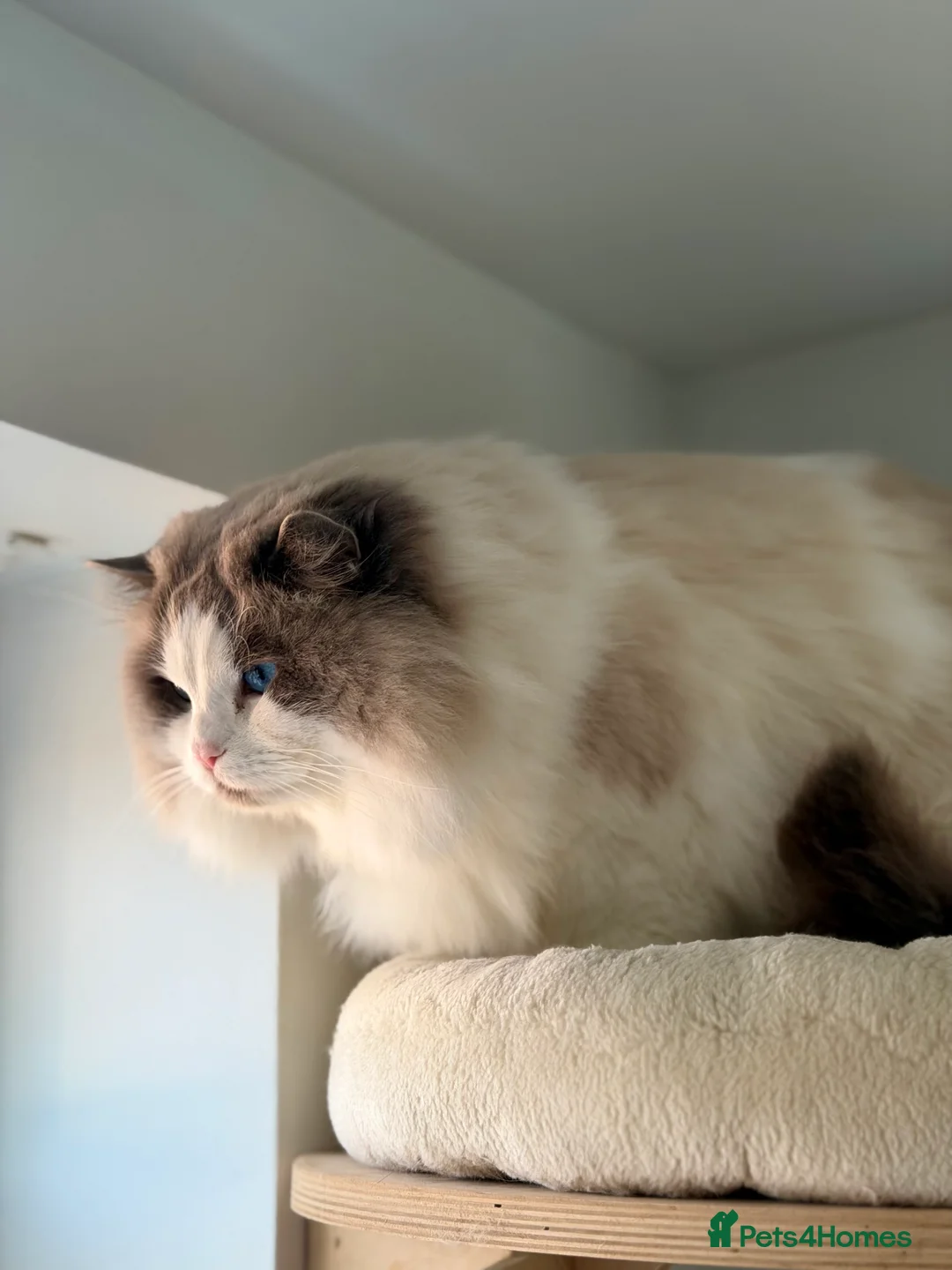 Ragdoll cats for stud: GCCF and TICA registered stud in Feltham - Advert 3