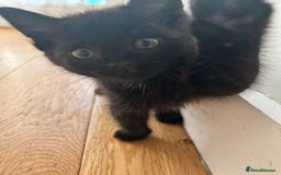 Domestic Shorthair cats for sale: 🐾 Kittens Ready for Loving Homes! 🐾 in Bromley - Image 1